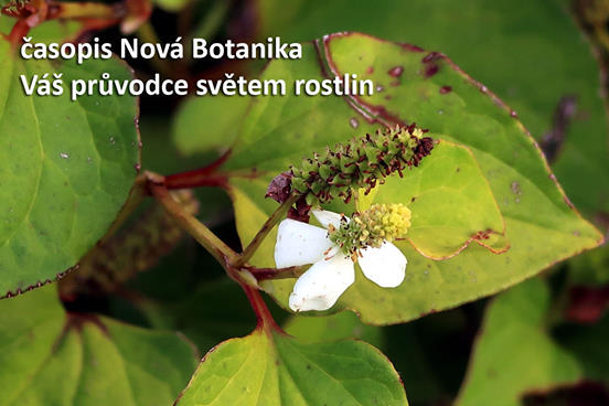 Houttuynia cordata